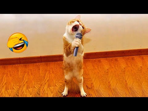 Essayer de ne pas rire meilleurs chiens et chats drôles partie 1