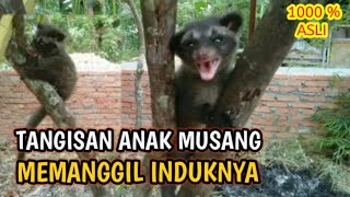 Download lagu SUARA ANAK MUSANG MEMANGGIL INDUKNYA mp3