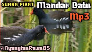 Download lagu 💯%JOSSS‼️Suara burung mandar batu memanggil kawannya mp3