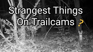 Strangest Things 2024 - Meine sonderbarsten Aufnahmen