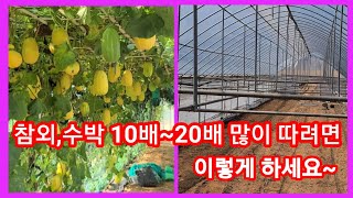 참외,수박 10~20배 많이 따려면 이렇게 하세요~비닐하우스 텃밭 터널재배 메론 단호박등 덩굴재배 귀농귀촌 …