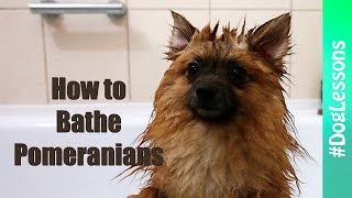 How To Wash Your Pomeranian 💡 Pom Lessons