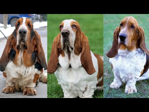 Basset hound | Funny and Cute dog video compilation in 2023.