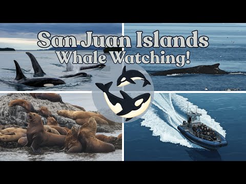 How to See Wild Orcas in the San Juan Islands (Full Experience)