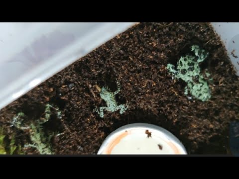 EVDE KURBAĞA BESLEMEK  (BOMBİNA ORİENTALİS)