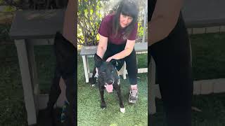 Video preview image #1 American Pit Bull Terrier-Unknown Mix Puppy For Sale in Pasadena, CA, USA