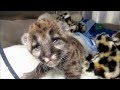 Rescued Florida Panther Kitten - YouTube