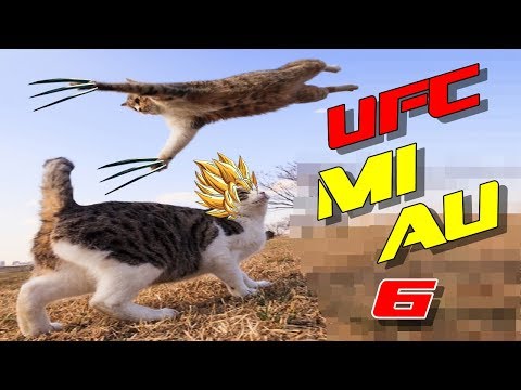 FUNNY CAT FIGHTS 6 - THE ULTIMATE CAT FIGTHER