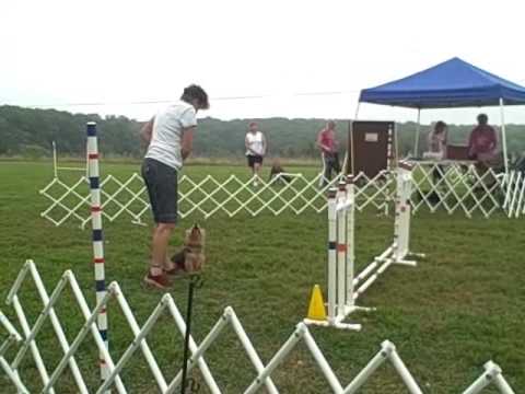 Blink + Rue at DGOTC agility run-thrus Aug 29, 2009