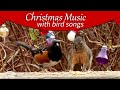 CAT TV Christmas Music Beautiful Birds And Squirrels