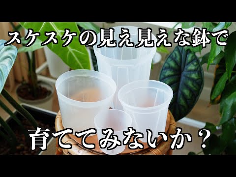 園芸 透明度のサイズ