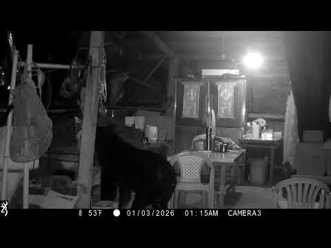 臺灣黑熊於115年元旦期間入侵阿里山達邦村工寮
