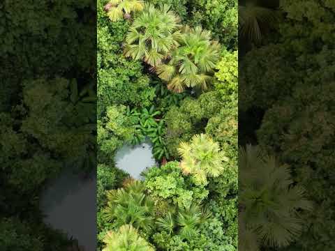 Fervedouro do Buriti Jalapão Tocantins visto de cima.