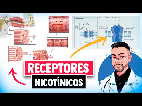 Pharmacology - Function of NICOTINIC RECEPTORS │ Summary Medicine