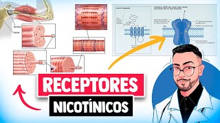 Farmacologia - Função dos RECEPTORES NICOTÍNICOS │ Medicina Resumida