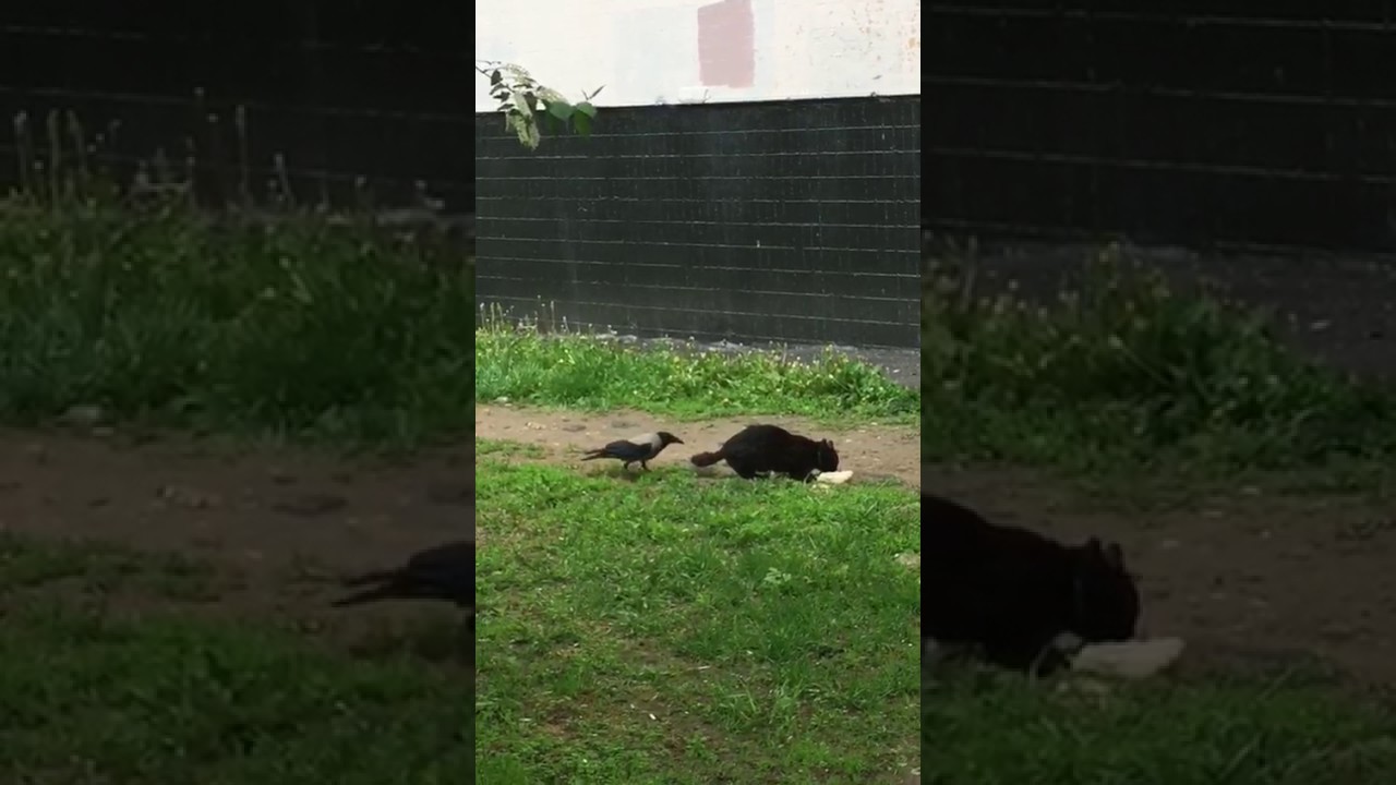 Ворон настойчиво требует у кота разделить обед