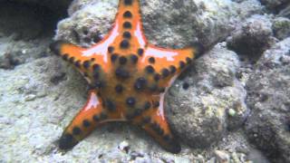 preview picture of video 'Pico de Loro Cove - Underwater World'