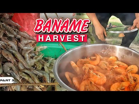 P3-Baname Harvest - EP1069