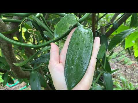 Vanilla planifolia & Orchid update January 21, 2022