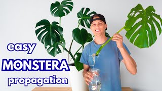 MONSTERA - How to Propagate the Easy Way (Monstera deliciosa)