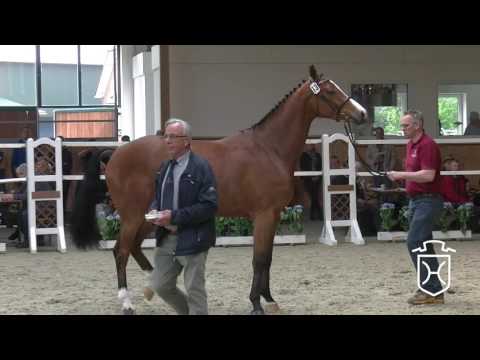 Holsteiner Stuteneintragung 2016 - Rendsburg-Eckernförde - Siegerschrittring