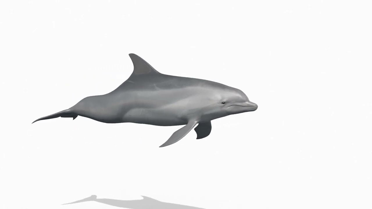 Delfino animato in 3D Modello 3D
