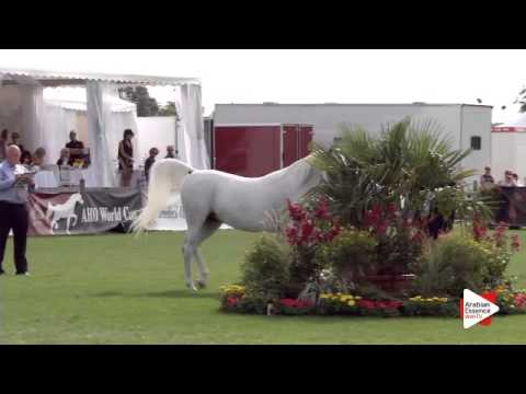 N.56 FARHANAH BINT NAVARRONE-D - Chantilly 2015 ABCE - Mares 6 years and above (Class 5)