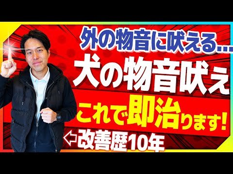 【吠え】犬が外の物音に吠えた時の対処法！愛犬の物音吠え問題を即攻略！【プロドッグトレーナー】