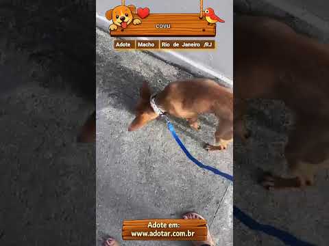 Vídeo de covu