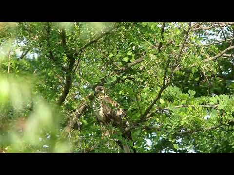 Eastern Buzzard Calls in Black Locust Tree near the Nest