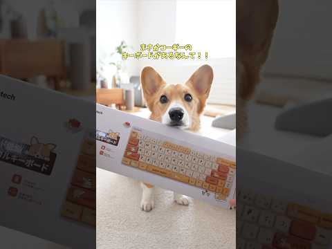 まさかコーギーのキーボードがあるなんて！