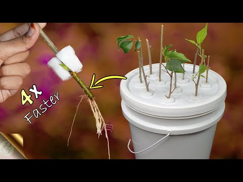 , title : 'FASTEST METHOD OF ROOTING PLANT CUTTINGS | DIY HYDROPONIC CLONER'