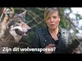 Zó herken je de sporen van een wolf | RTV Utrecht