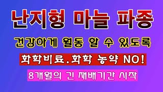 [텃밭농부 2,070]  난지형 마늘 파종. 8개월의 대장정 시작! 건강하게 월동 하도록 #마늘재배