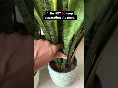 How to get a full and large snake plant? #snakeplant #plants #garden #succulent #houseplants #viral