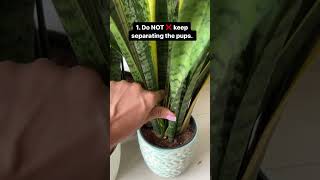 How to get a full and large snake plant? #snakeplant #plants #garden #succulent #houseplants #viral