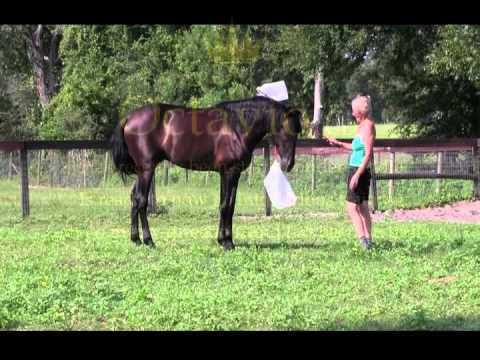 Fantastic PRE Black Stallion for Sale, Octavio CDF