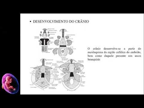 ORGANOGÊNESE: DESENVOLVIMENTO DO SISTEMA MUSCULOESQUELÉTICO - EMBRIOLOGIA