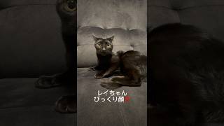 【保護猫】ラムちゃんレイちゃんの日常🐈⬛🐈#shorts #猫好きさんと繋がりたい