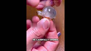 This Man Rescued Hundreds of Baby Cuttlefish 🐟🥹❤️ #USA