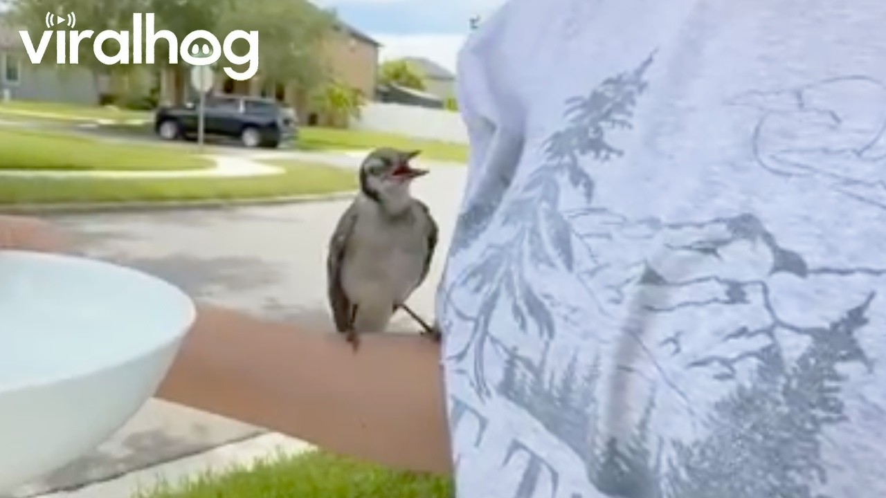 Fledgling Blue Jay Shows Trust in Woman || ViralHog