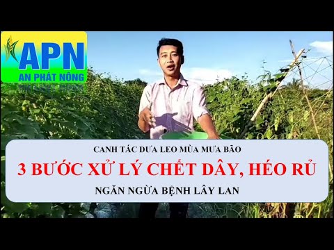 , title : 'APN - XỬ LÝ BỆNH CHẠY DÂY, HÉO RỦ DƯA LEO MÙA MƯA BÃO #anphatnong #heoruduabaubi'