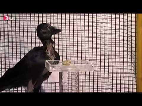 Intelligenzbestien Reportage über die Intellegenz Teil 1