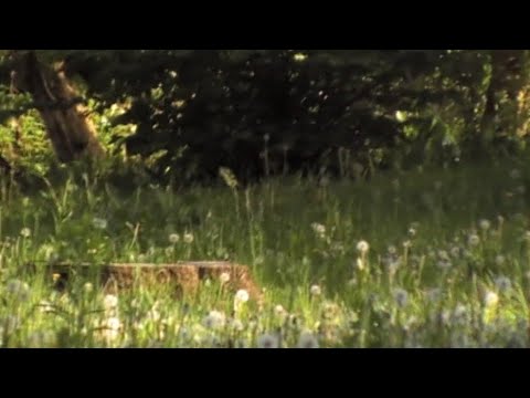 Третій ранок літа - YouTube