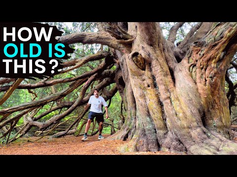 Inside Europe’s Last Ancient Yew Forest