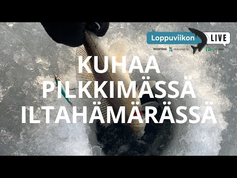 Kuhaa pilkkimässä iltahämärässä