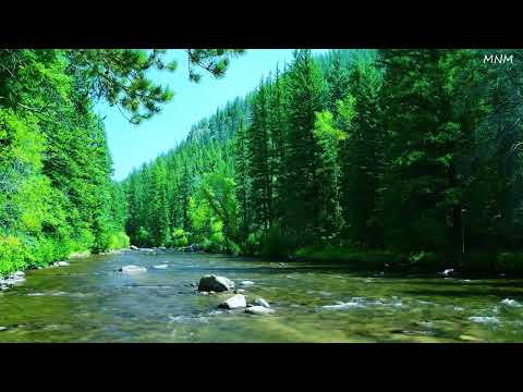 Beautiful sounds of the forest, birds chirping, calming river sound, soothing paradise