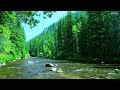 Beautiful Sounds Of The Forest Birds Chirping Calming River Sound Soothing Paradise