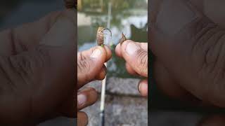 Download lagu Teknik  Memasang Umpan Mancing Ikan Lele #shorts #fishing #tutorial mp3 Download lagu Teknik  Memasang Umpan Mancing Ikan Lele #shorts #fishing #tutorial mp3