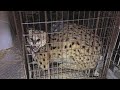 Opening Logos Cocaine Cat TBA